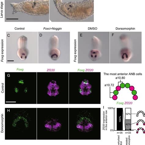 Suppression Of BMP Signaling Activity Affects Expression Of Foxg And