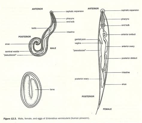 Laboratory Exercise Phyla Nematoda And Acanthocephala Flashcards