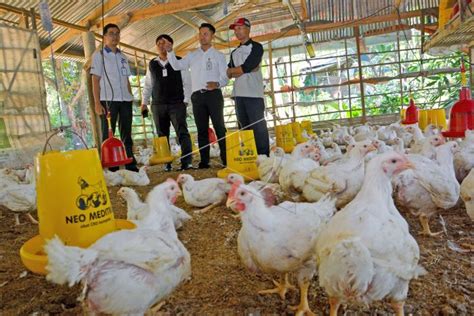 Pelatihan Kelompok Peternak Mitra Btn ANTARA Foto