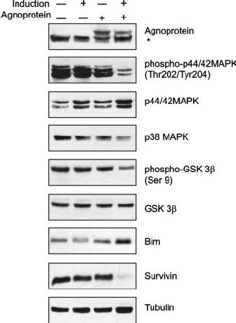 Levels Of Agnoprotein Expression Relative To Those Seen For