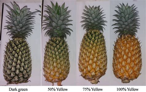 Figure 1 From Ripening Stage Affects The Quality Of Fresh And