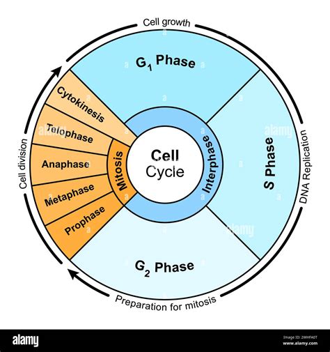 Cell Cycle Illustration Stock Photo Alamy