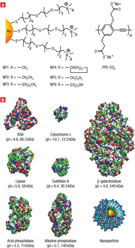 A Chemical Structure Of Cationic Gold Nanoparticles Np Np And