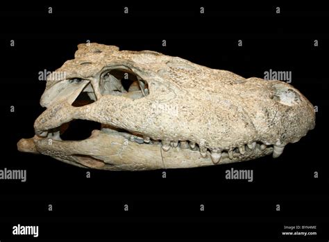 Alligator Bones Hi Res Stock Photography And Images Alamy