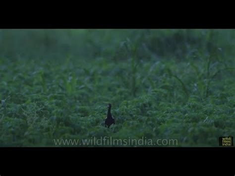 Courtship Display Of The Lesser Florican A Bustard Bird Species In