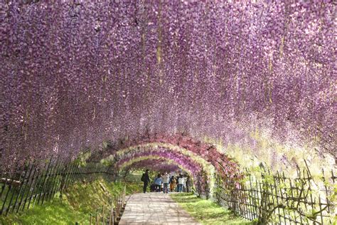 10 Best Places To See Wisteria In Japan Japan Web Magazine