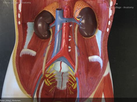 Torso Abdomen Blood Vessels Diagram Quizlet