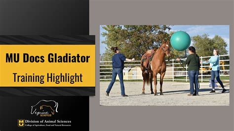 FOR SALE MU Docs Gladiator 2019 AQHA Gelding Training Highlight