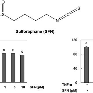 Effect Of Sulforaphane On The Mmps Activity And Expression Induced By