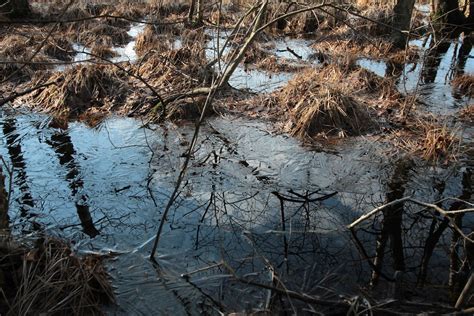 Duvenstedter Brook Hamburg De Duvenstedter Brook Joerg Wellhausen Flickr