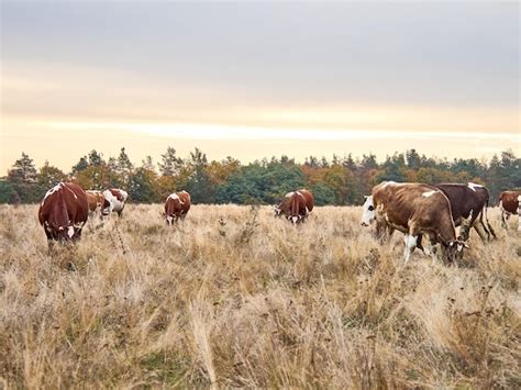 Premium Photo | Cows grazing on pasture