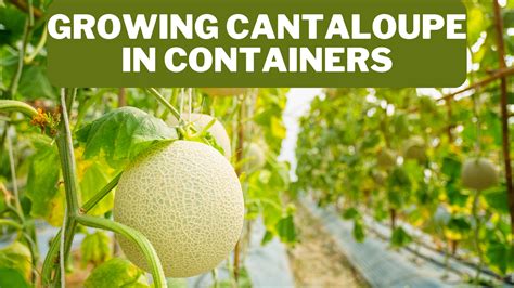 9 Steps To Growing Cantaloupe In Containers In 2025