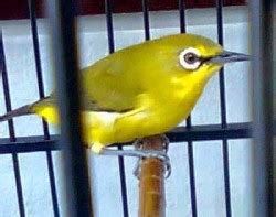 √ Jenis dan Harga Burung Pleci / Kacamata - Binatang Peliharaan