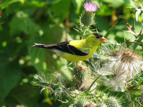 Washington State Bird Willow Goldfinch American Goldfinch Wild