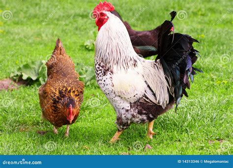 Haan En Kip Stock Foto Image Of Vogel Fokkerij Gevogelte 14313346