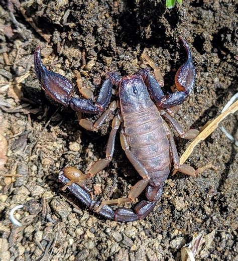 Western Forest Scorpion In April 2019 By Matt Gruen Kern Plateau