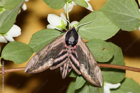 Hawk moth (Sphinx ligustri) Stock Photo | Adobe Stock