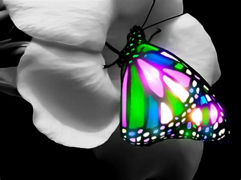 Rainbow Butterfly Wallpapers Top Free Rainbow Butterfly Backgrounds