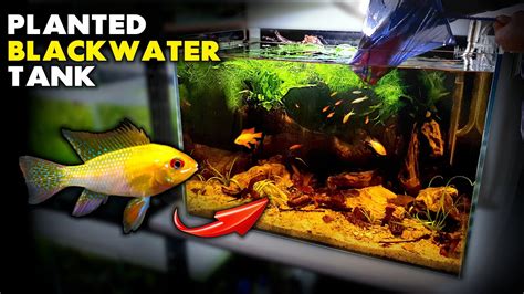 Aquascape Tutorial Gold Ram Cichlid Planted Blackwater Aquarium How