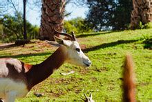 Impala With Broken Horn Free Stock Photo - Public Domain Pictures