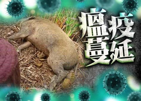 小西灣野豬屍揭染非洲豬瘟 屬香港首例 暫無豬場受影響｜即時新聞｜港澳｜oncc東網