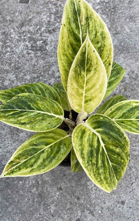 Top Rare Aglaonema On Carousell