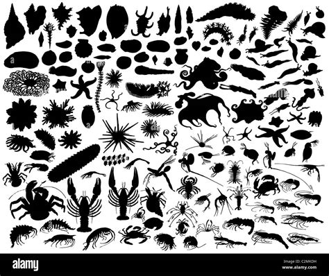 Big vector collection of different mollusks and other invertebrates ...