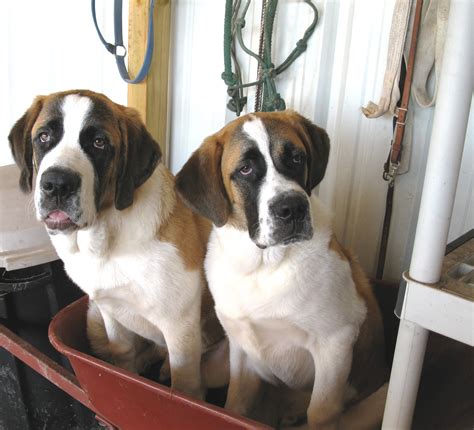 2 St Bernard Boys Best Friends Cute Puppies Furry Friend Puppies