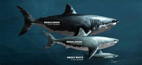 Blue Whale Compared To Megalodon If the killer whale were to have any ...