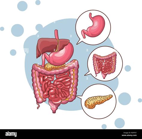 Digestive System Cut Out