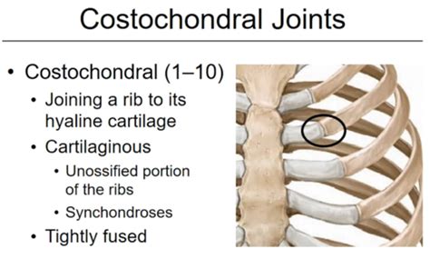 Ch Bony Thorax Flashcards Quizlet