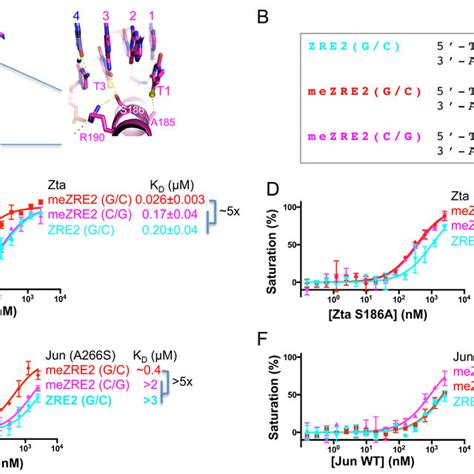 Difference Between Jun And Zta In Binding Central Gc Base Pair A