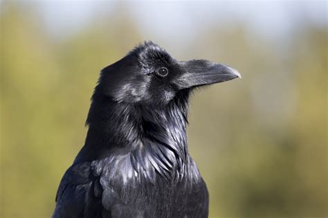 Raven Free Stock Photo Public Domain Pictures