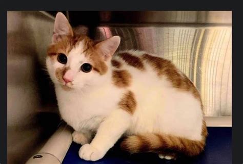 Adopt-A-Pet: Pacha from Orange County Animal Services - Chapelboro.com