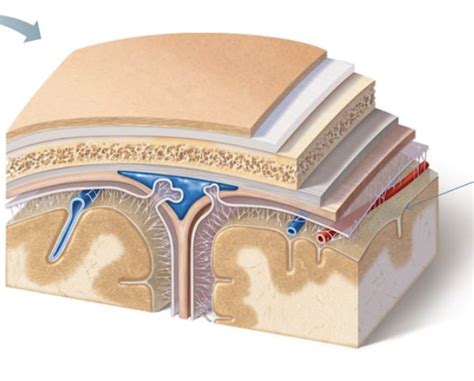 meninges Diagram | Quizlet