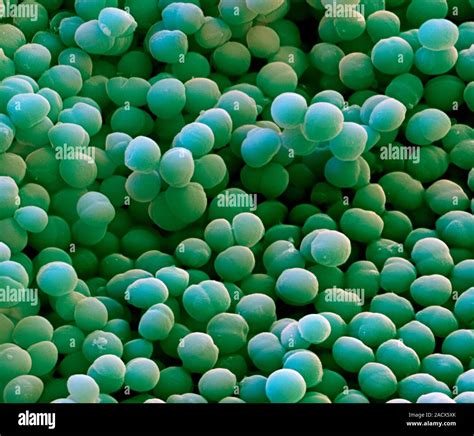 Staphylococcus Epidermidis Color Micrograf A An Lisis De Electrones