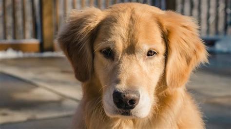 Mi perro tiene la nariz seca y está decaído remedios y causas Petlife