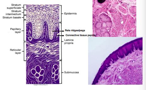 Alveolar Mucosa Histology