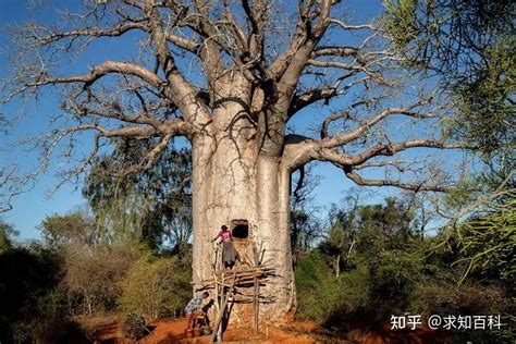 能吃能喝又能住寿命长达5000年的猴面包树引进中国却大变样 知乎