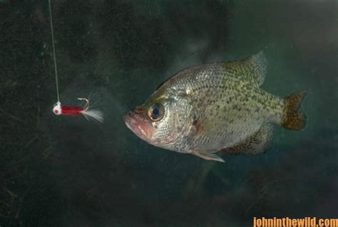 Where To Find Crappie When Theyre Not On The Banks Day 5 How To Catch