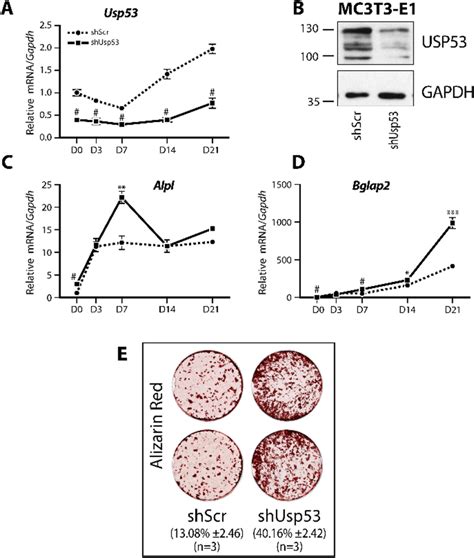 Usp53 Knockdown Enhances The Differentiation Of Committed Osteoblasts