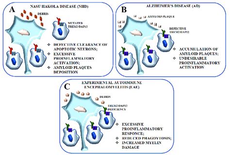 Schematic Representation Of The Contribution Of The Trem Dap Pathway