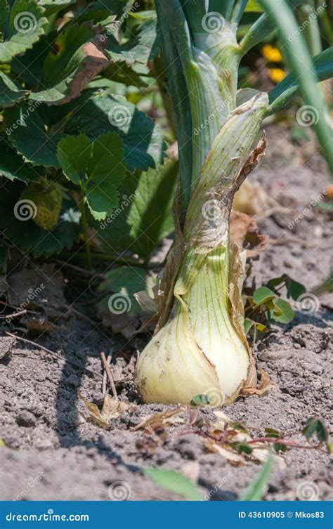 Onion in soil stock image. Image of onion, nature, countryside - 43610905