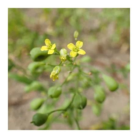 Graines de cameline cultivée Bio