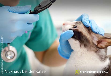 Wie Teuer Ist Es Katzen Zu Impfen Tierischeheldende