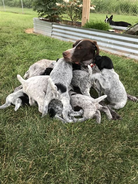 German Wirehaired Pointer Puppies For Sale | Superior, WI #451318