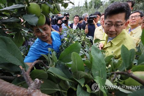 태풍 대비 사과농장 점검하는 김현수 농식품부 장관 연합뉴스