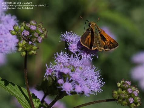 PlantFiles Pictures Conoclinium Species Blue Mistflower Hardy