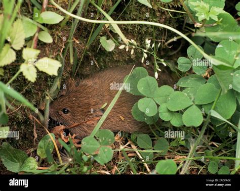 Field Vole Microtus Agrestis Photographed In Narke Sweden Stock