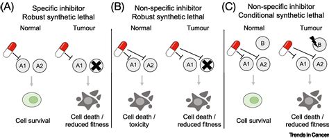 Targeting Synthetic Lethal Paralogs In Cancer Trends In Cancer